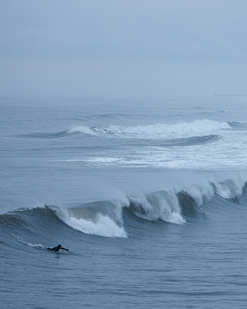Blacktip Shark Research