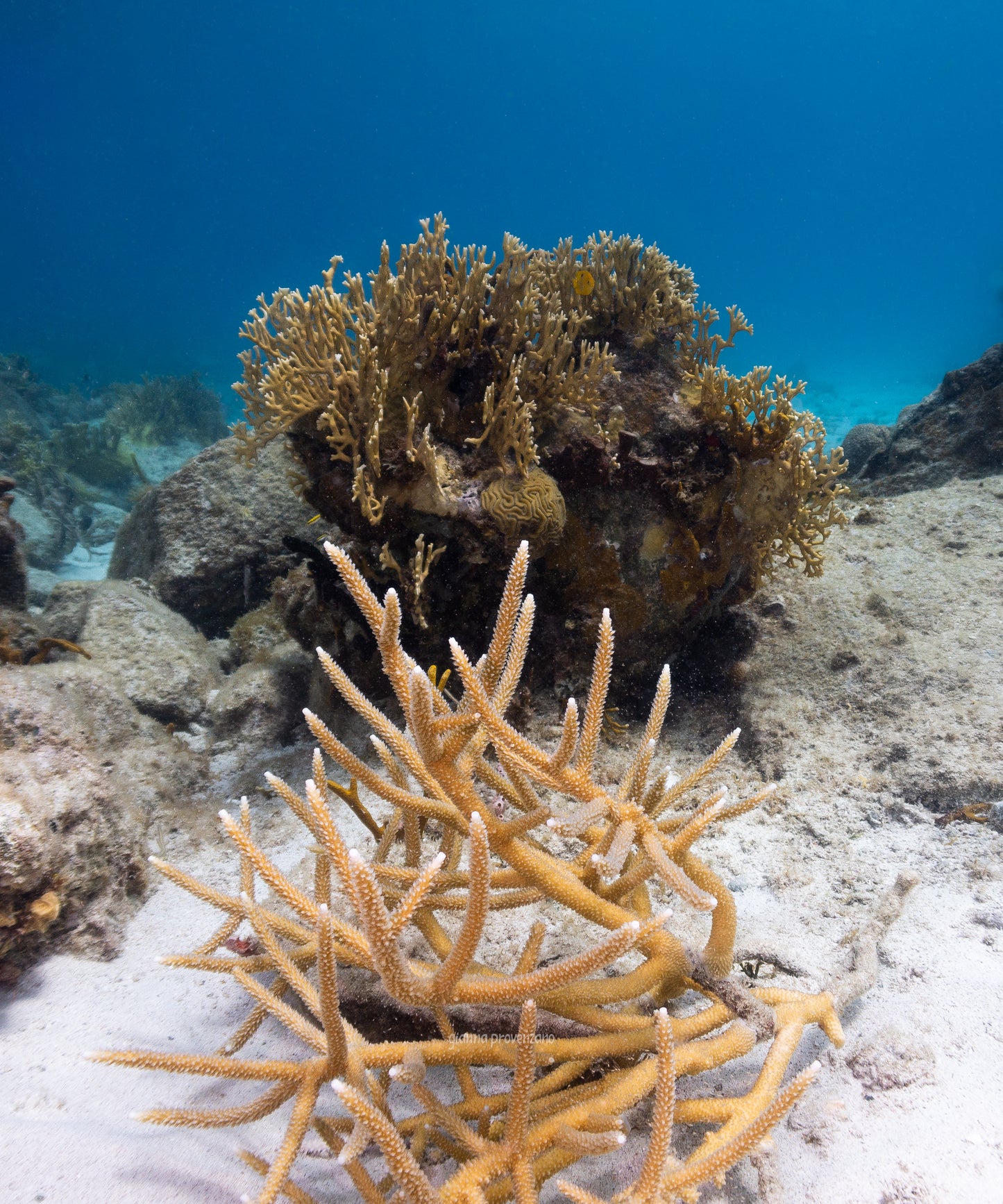 Staghorn Coral