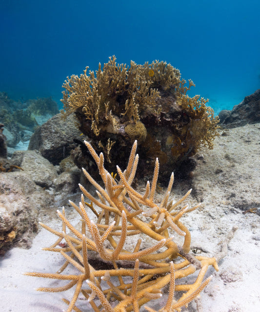 Staghorn Coral