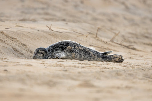 Gray Seal