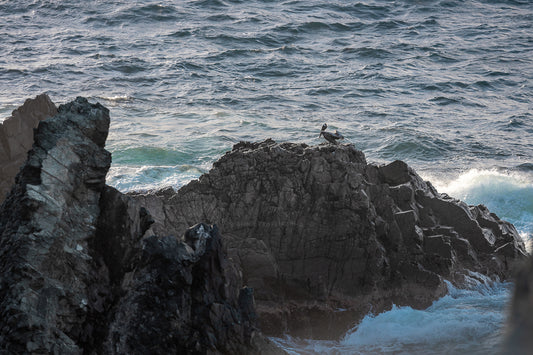 Pelican
