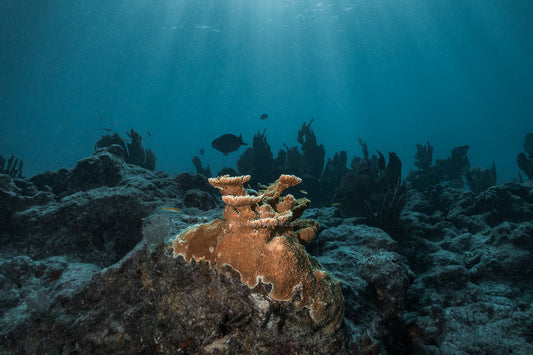 Coral