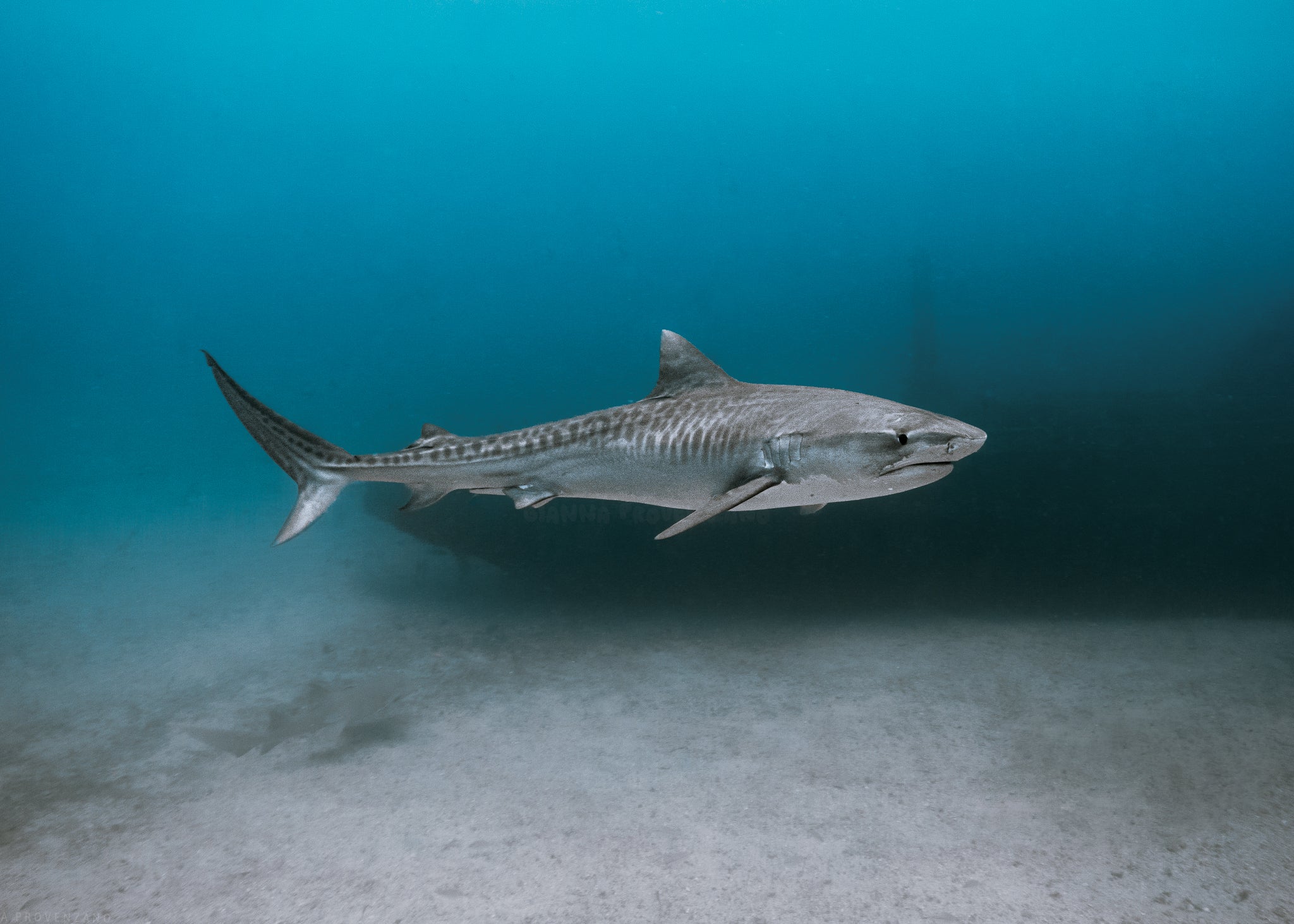 Tiger Shark