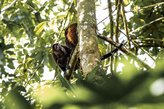 Howler Monkeys