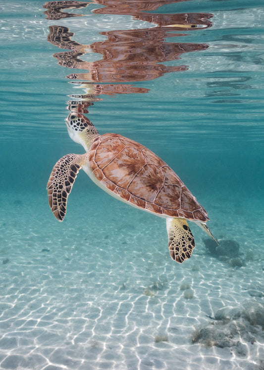 Sea Turtle