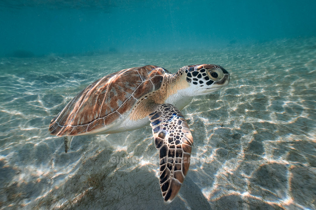 Sea Turtle