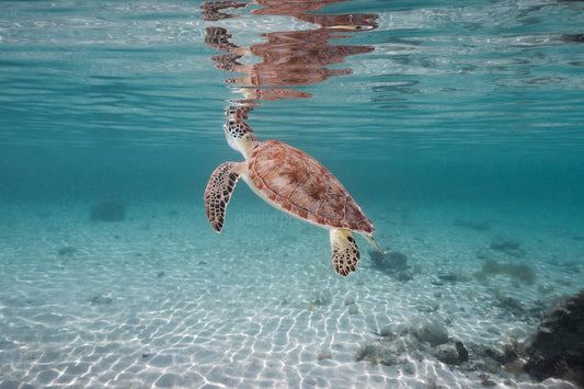 Green Sea Turtle