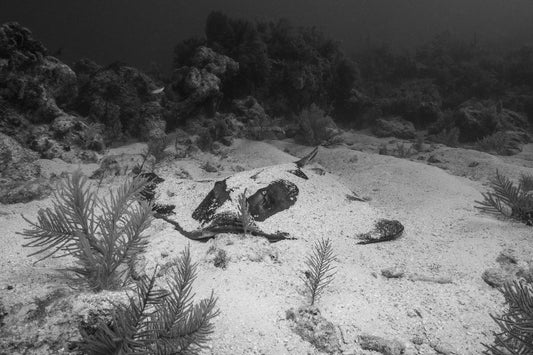 Southern Stingray