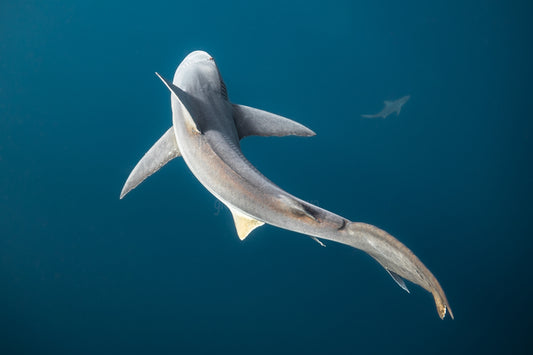 Sandbar Sharks