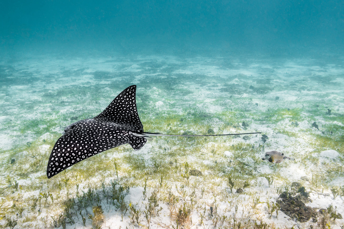 Eagle Ray